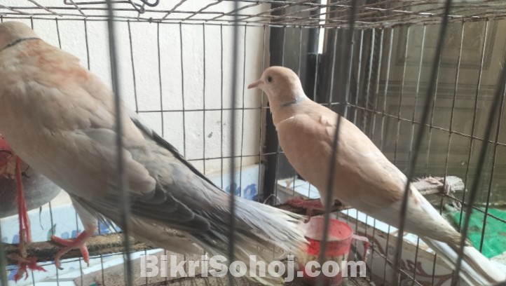 কম দামে রানিং ঘুঘু পাখি